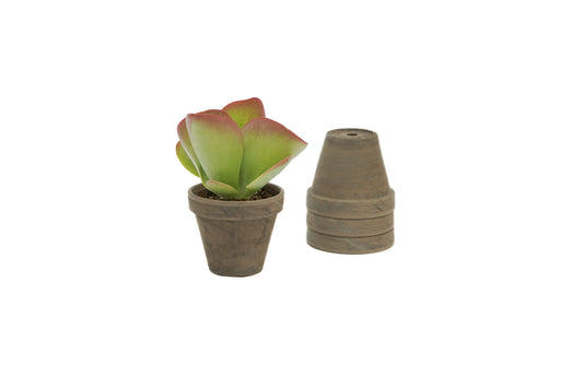 Kalanchoe thyrsiflora 15cm 9cm Pot