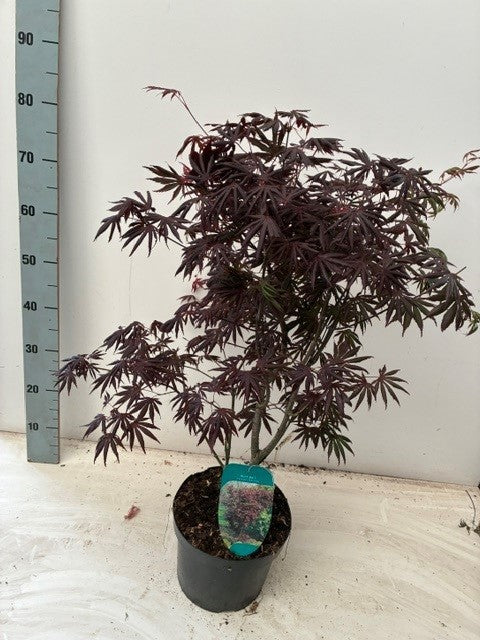 Acer Trompenburg 60cm 23cm Pot