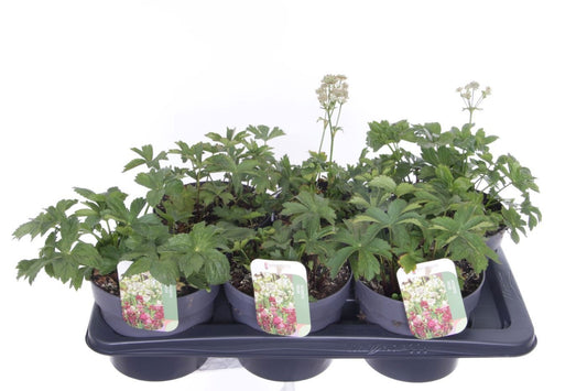 Astrantia major 35cm 17cm Pot