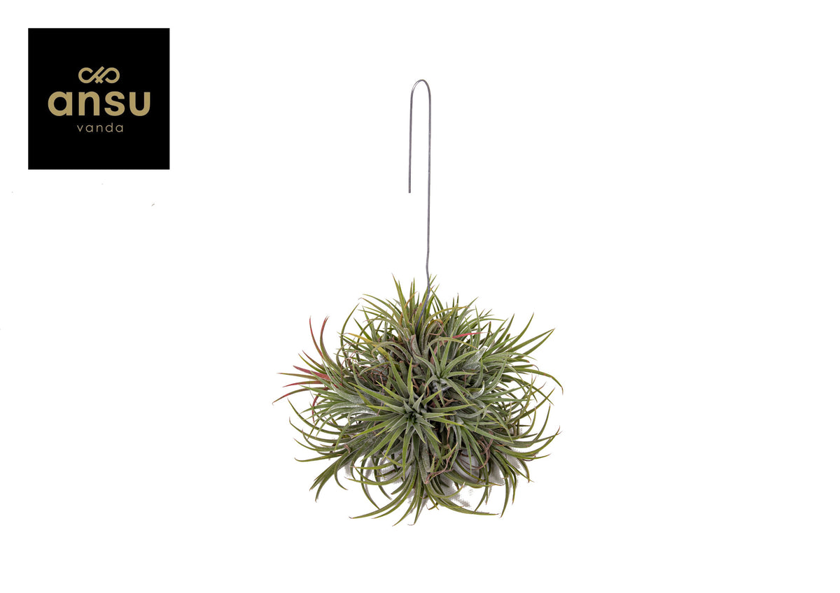 Tillandsia ionantha 15cm 15cm Pot