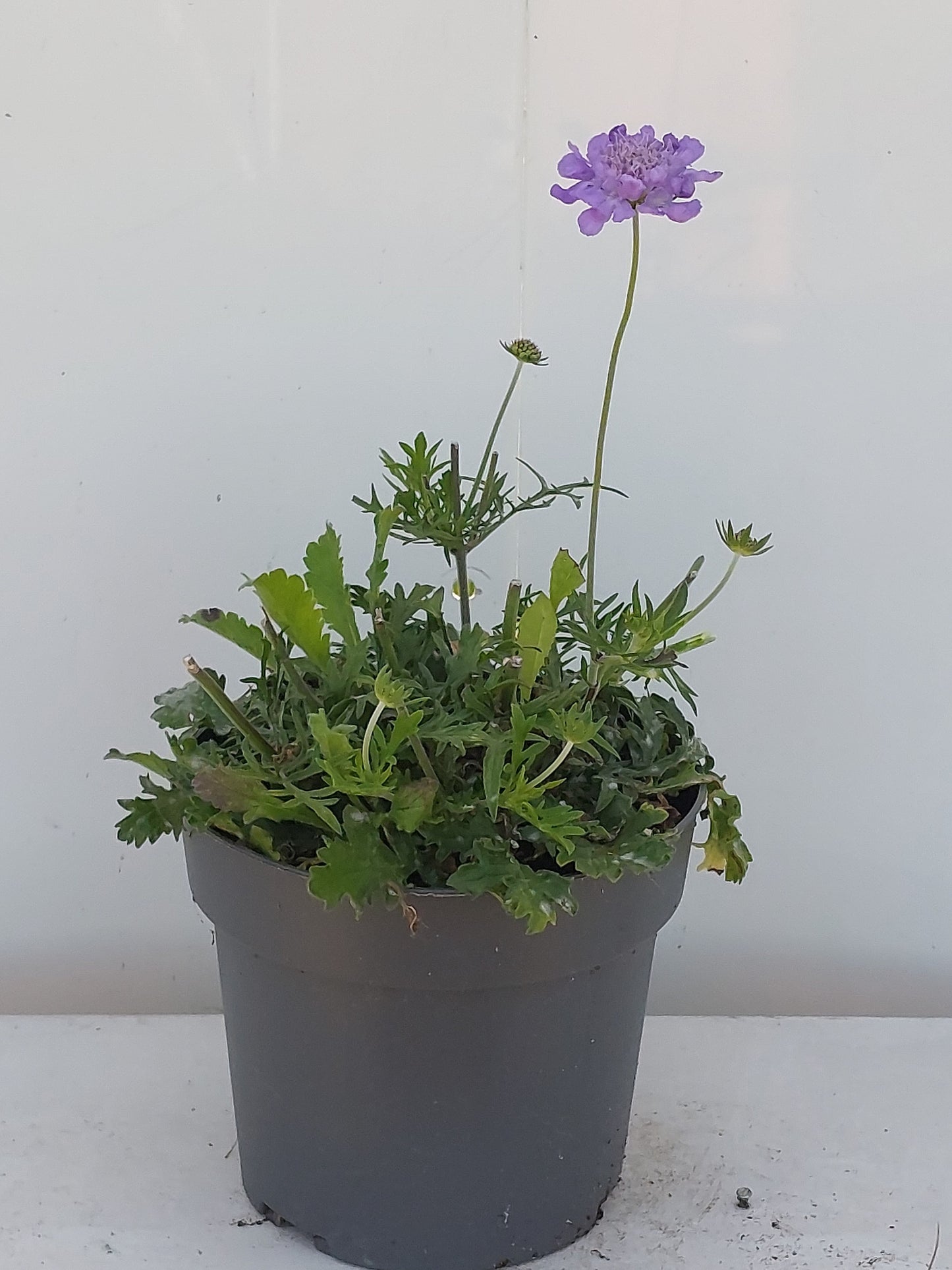 Scabiosa Butterfly Blue 30cm 17cm Pot