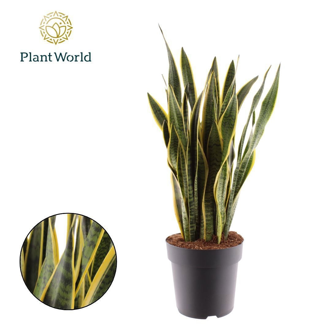 Sansevieria Laurentii 90cm 27cm Pot