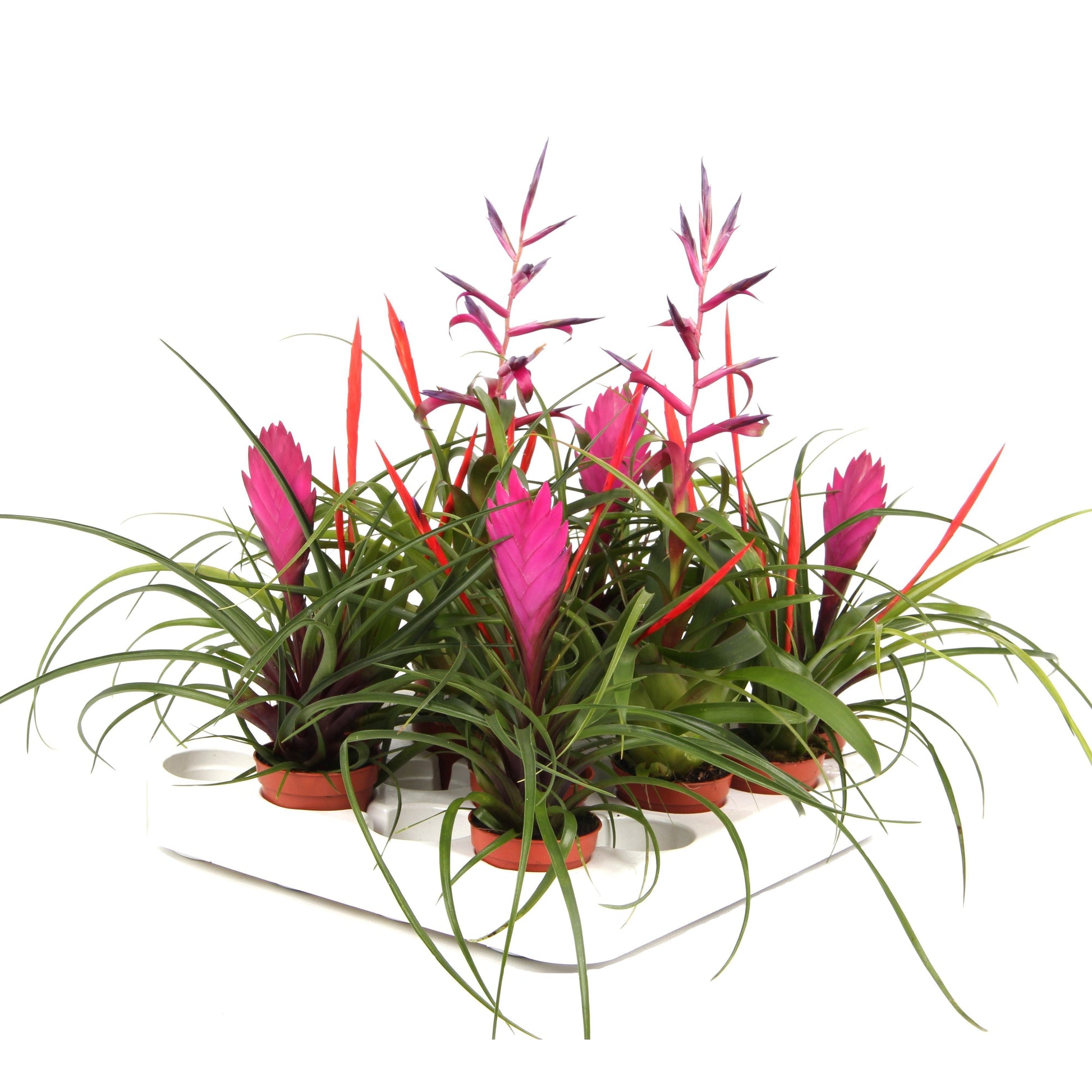 Rip Bromini BV Tillandsia mix Pack of 20