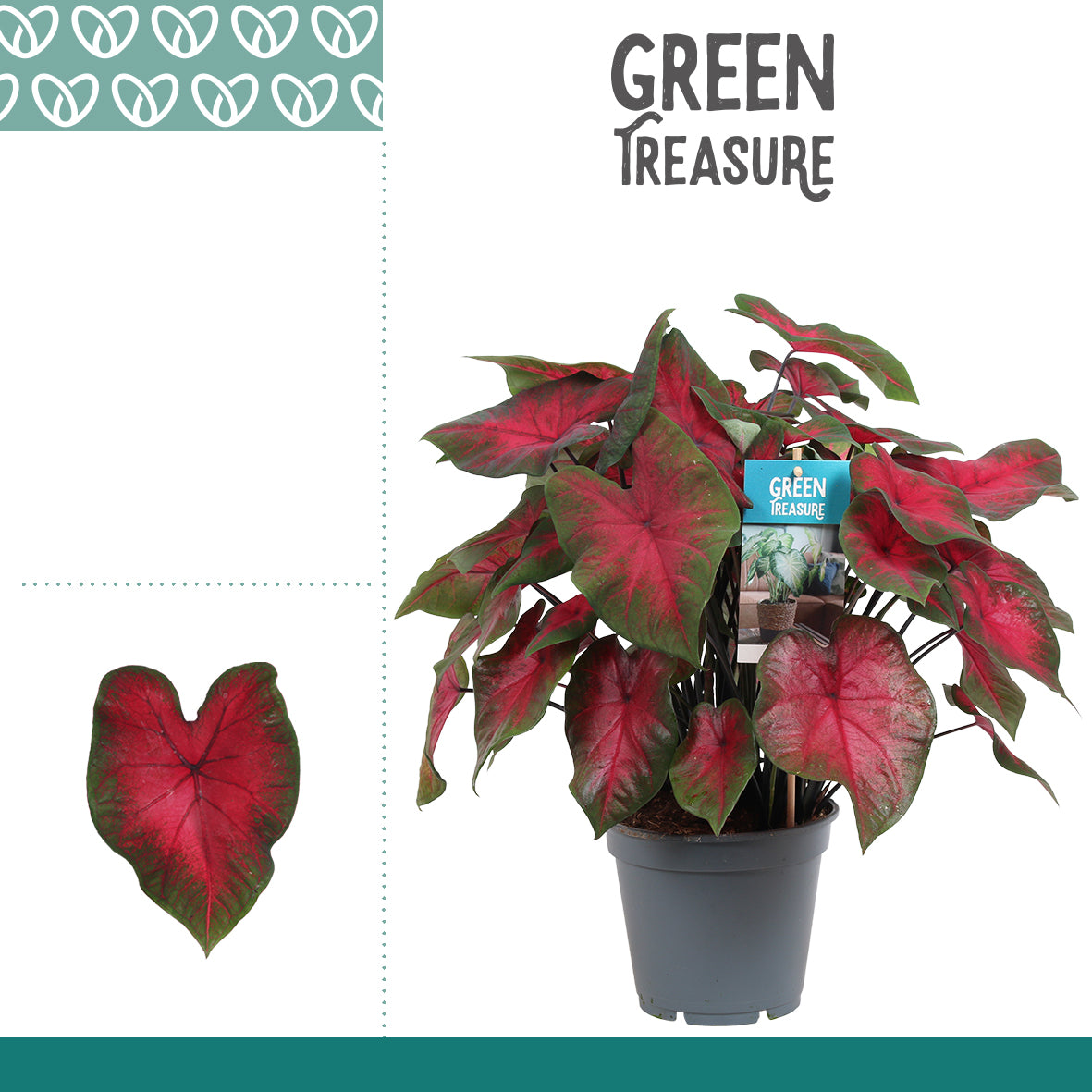 Caladium Carolyn Whorton 50cm 17cm Pot