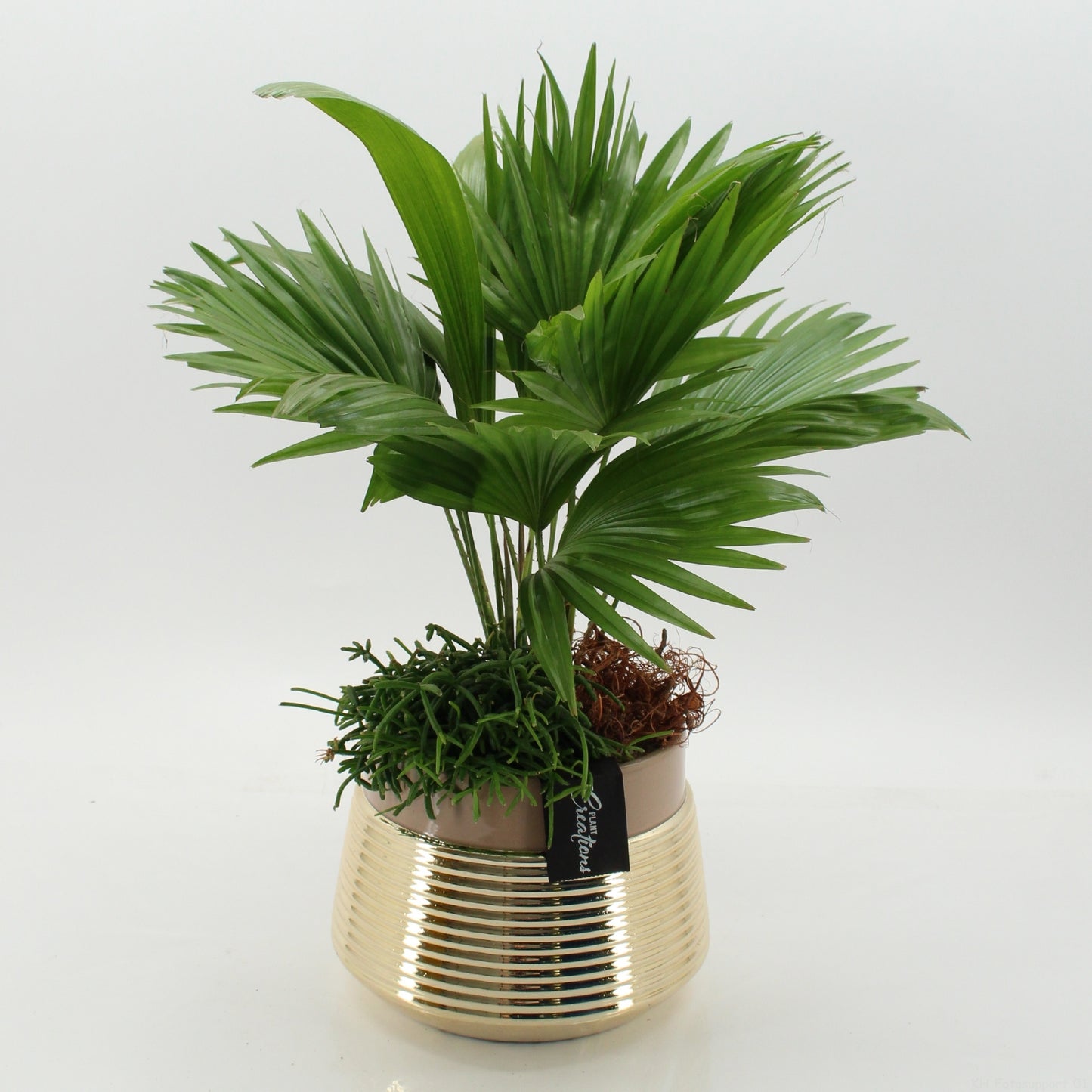 Indoor green arrangement 50cm 20cm Pot