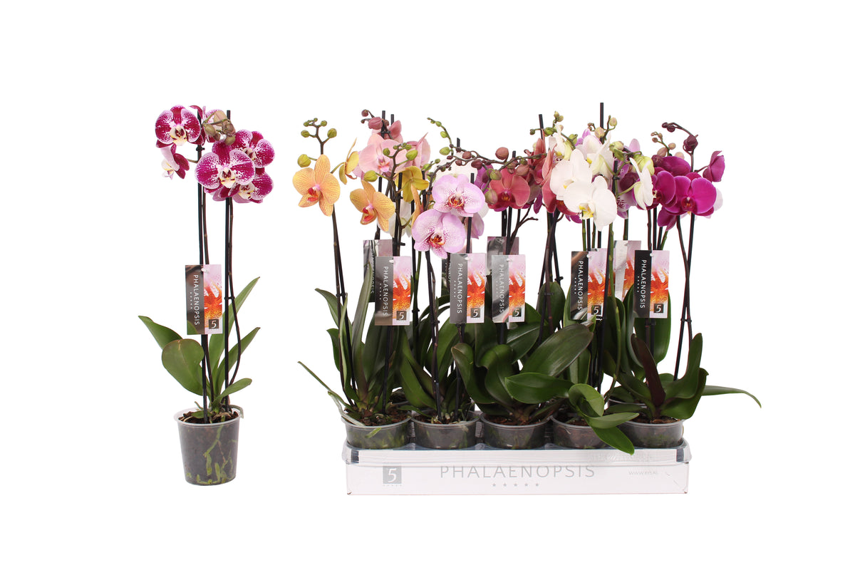 Phalaenopsis mix 50cm 12cm Pot