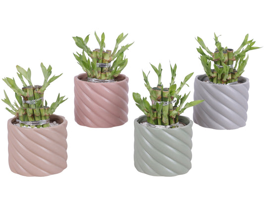 Drac. Lucky Bamboo 20cm 11cm Pot