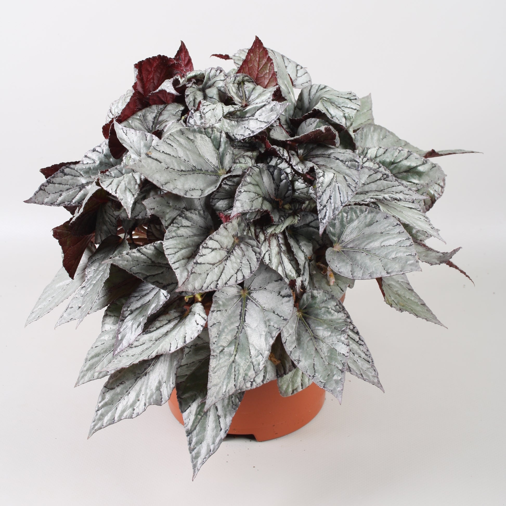 Begonia Arctic Breeze 32cm 17cm Pot
