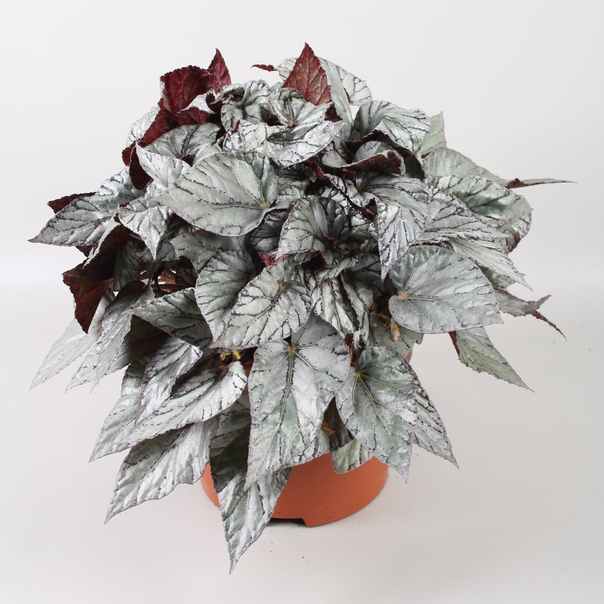 Begonia Arctic Breeze 32cm 17cm Pot