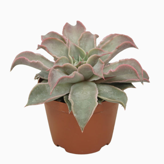 Echeveria Hybrid 14cm 10.5cm Pot