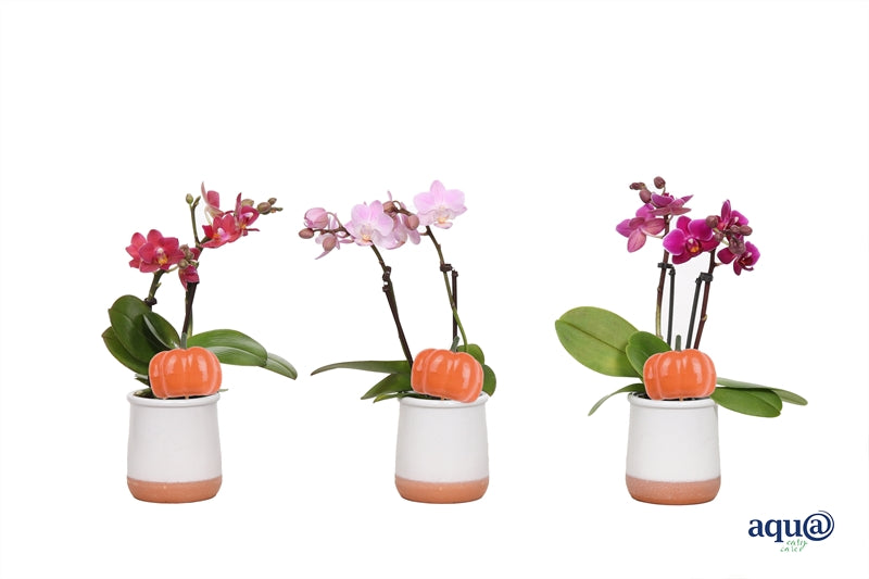 Phalaenopsis hybrid 17cm 6cm Pot