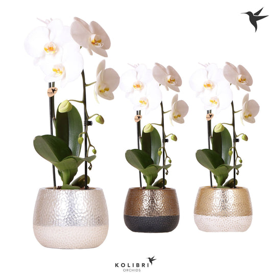 Phalaenopsis Elegant cascade 50cm 12cm Pot