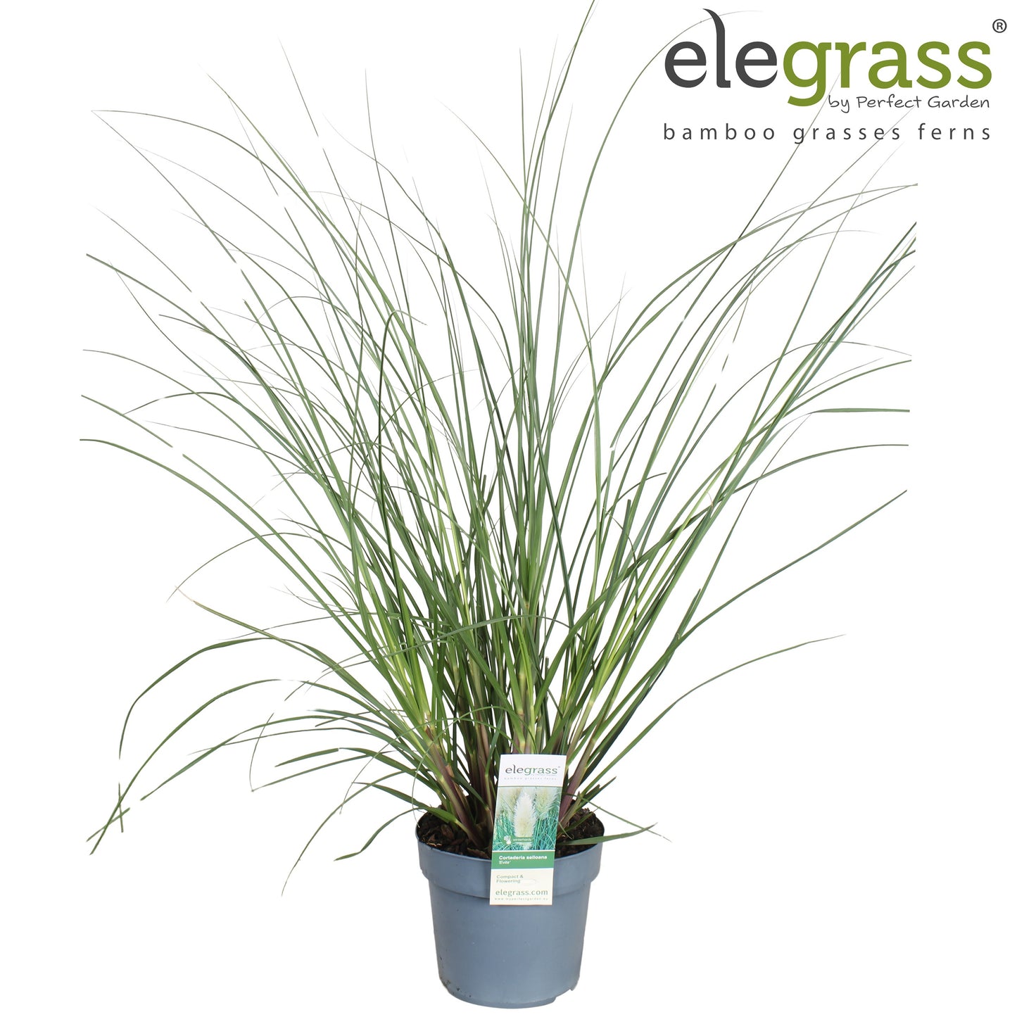 Cortaderia selloana 90cm 19cm Pot
