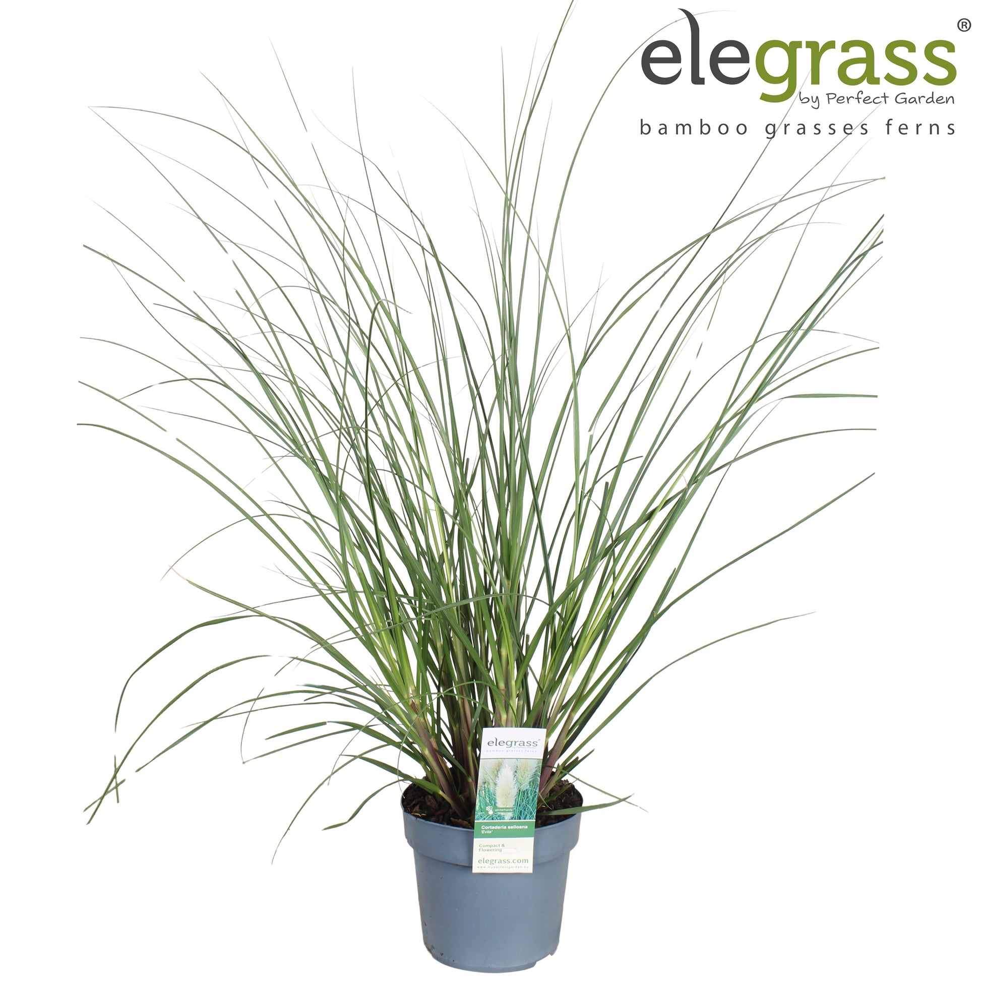 Cortaderia selloana 90cm 19cm Pot