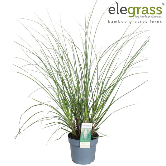 Cortaderia selloana 90cm 19cm Pot
