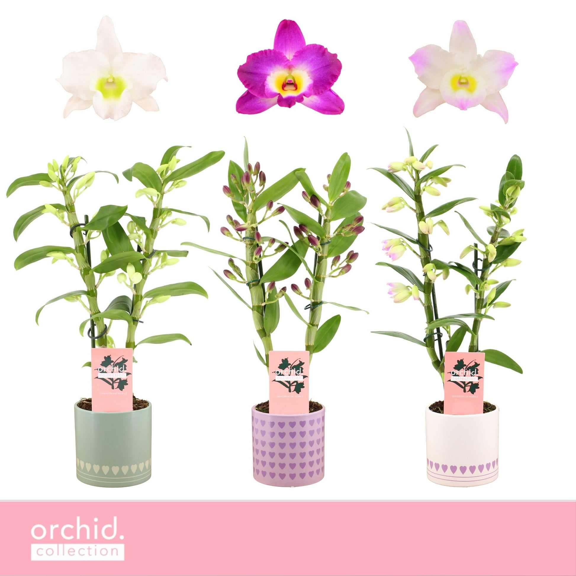 Dendrobium nobile mix 40cm 12cm Pot