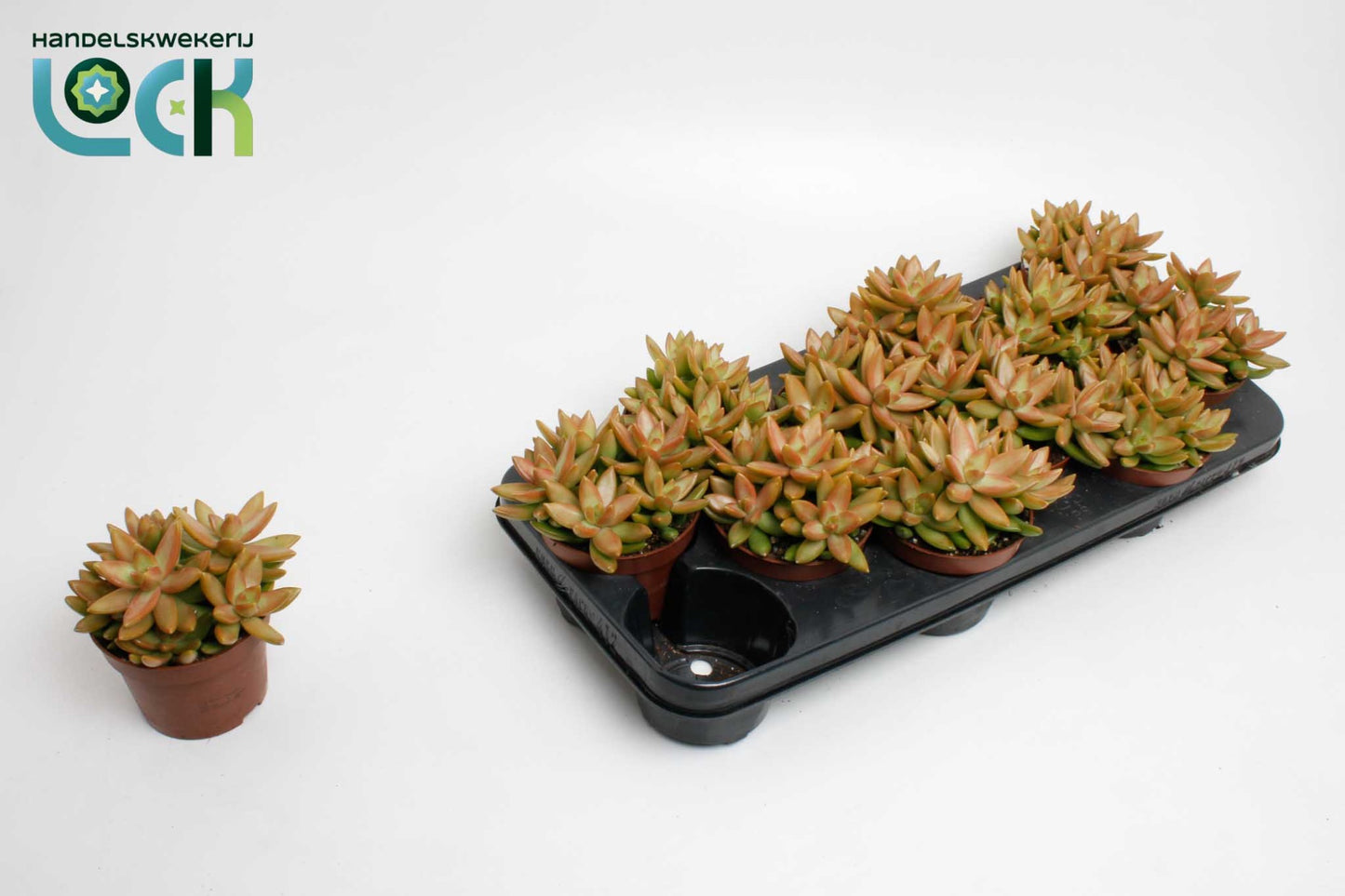 Lock, Handelskwekerij Sedum Adolphii Pack of 12