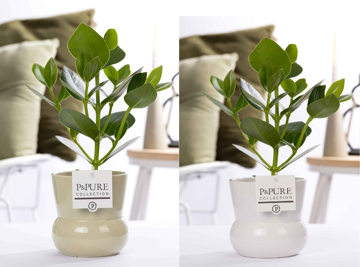 Clusia Princess 30cm 12cm Pot