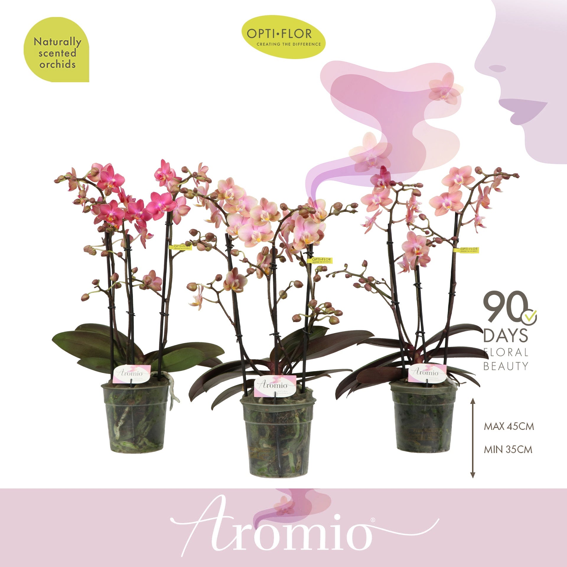 Phalaenopsis mf. Aromio mix 35cm 12cm Pot