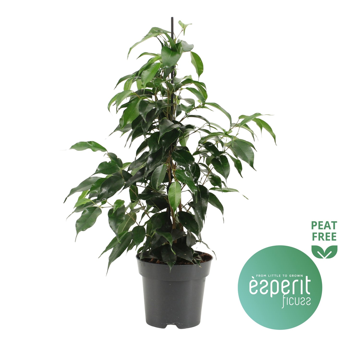 Ficus benjamina Danielle 55cm 14cm Pot