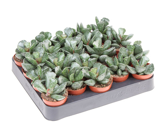 Adromischus cooperii 8cm 5.5cm Pot