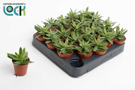 Crassula Falcata 10cm 505cm Pot