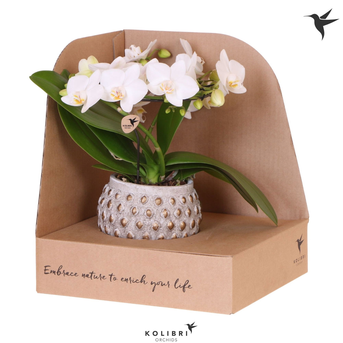 Phalaenopsis multiflora white 30cm 9cm Pot