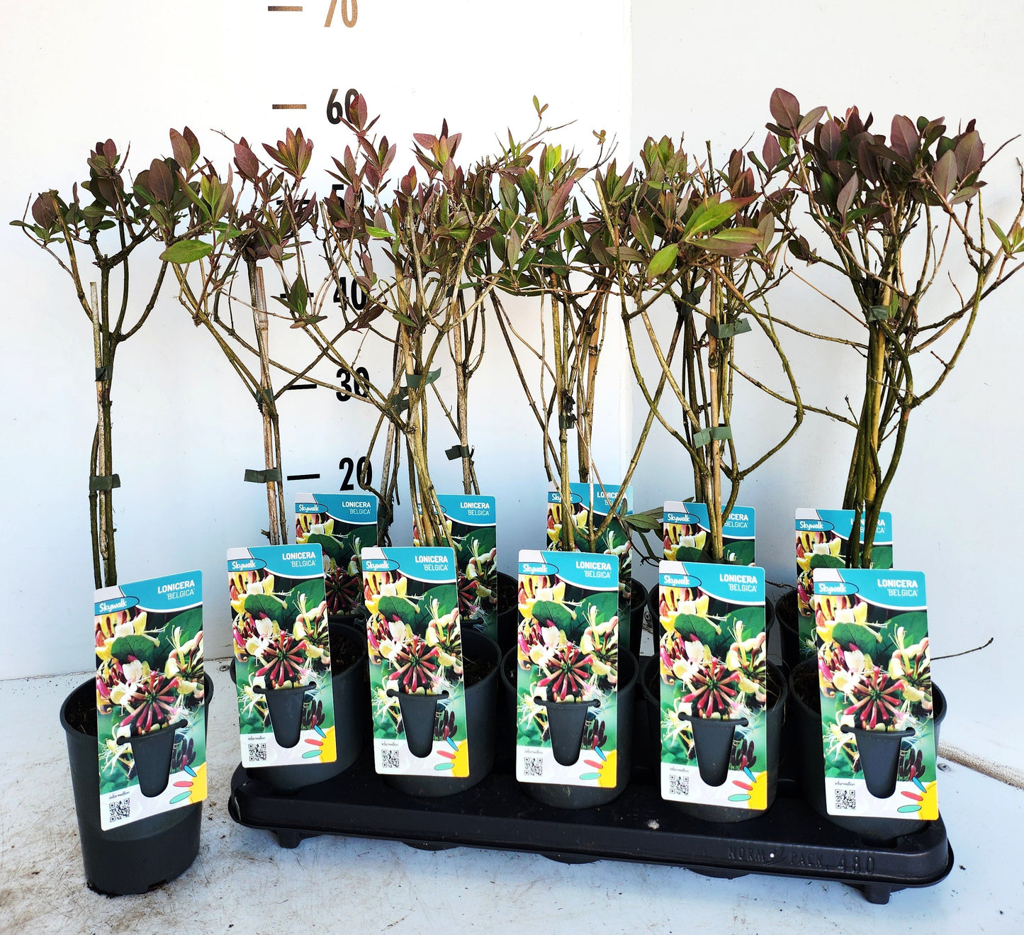 Lonicera per. Belgica 50cm 12cm Pot