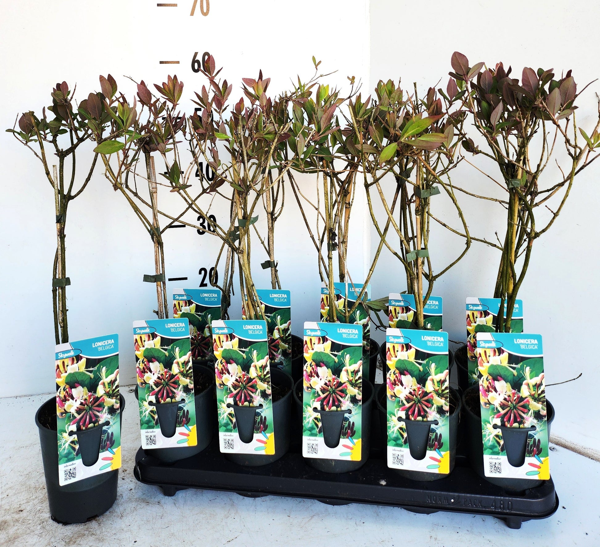 Lonicera per. Belgica 50cm 12cm Pot