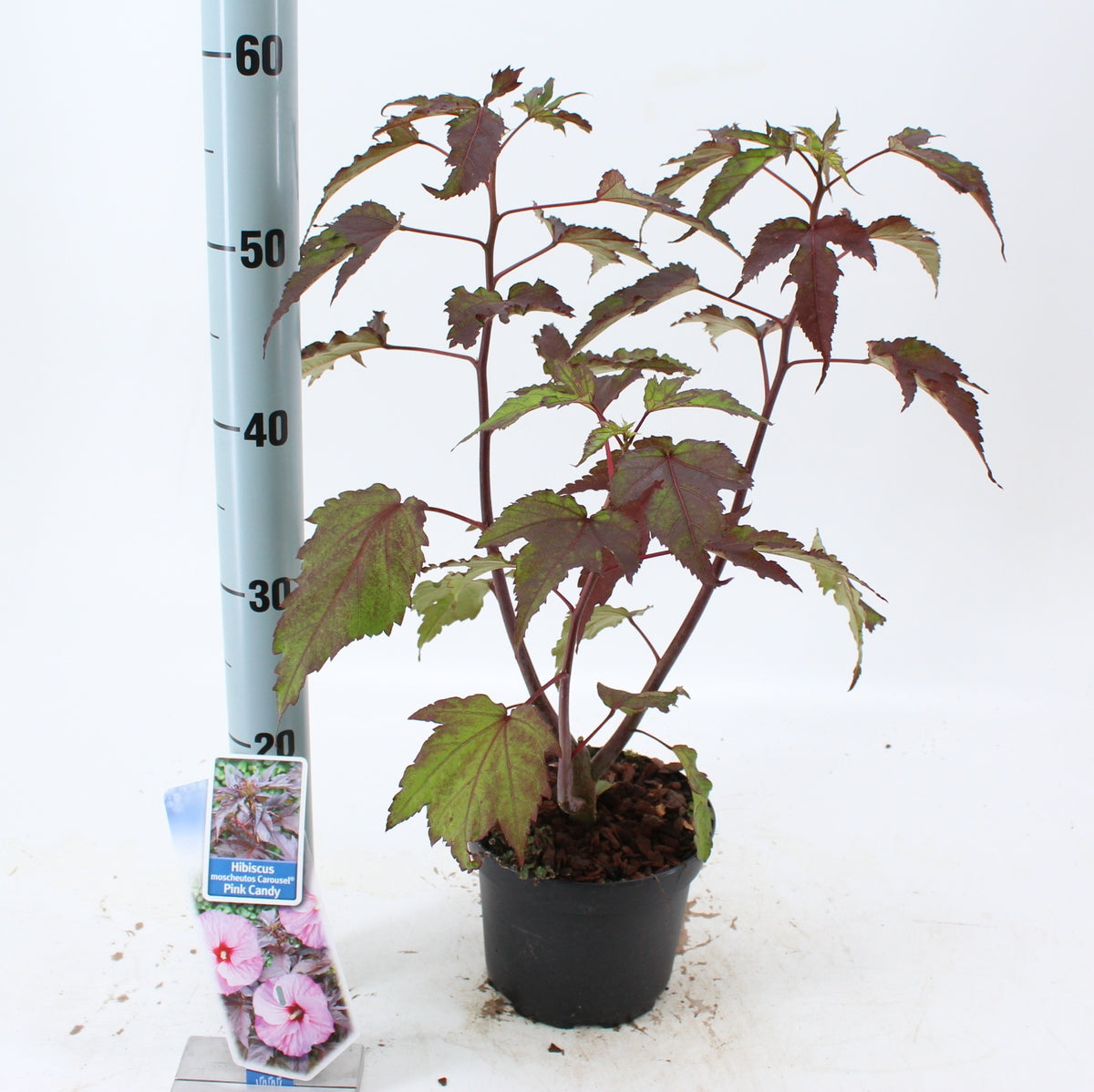 Hibiscus Car. Pink Candy 30cm 17cm Pot