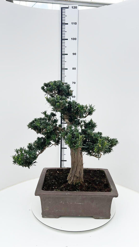 Bonsai Metasequoia Forest 75cm 43cm Pot