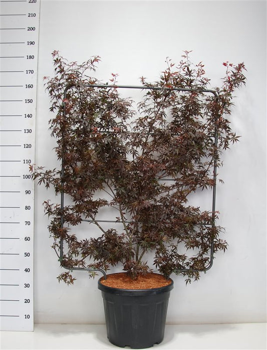 Acer Skeeters Broom 160cm 48cm Pot