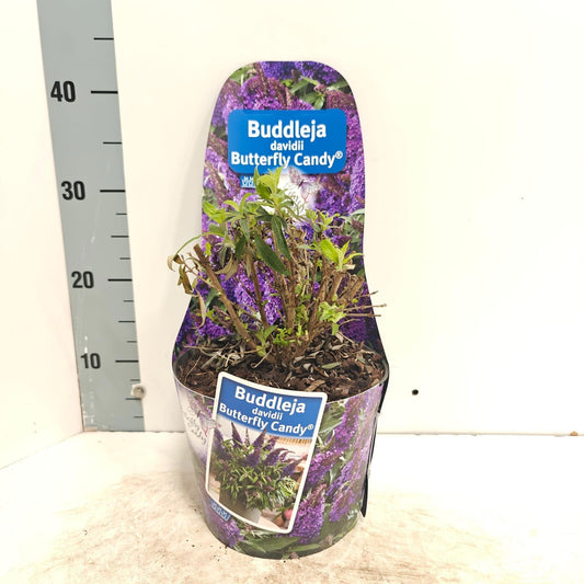 Buddleja Butterfly Candy Little Purple 45cm 19cm Pot