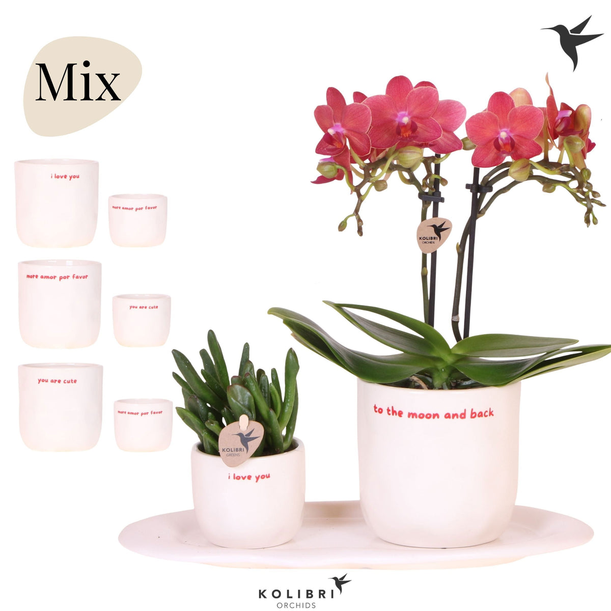 Kolibri Gift Set medium Love 40cm 18cm Pot