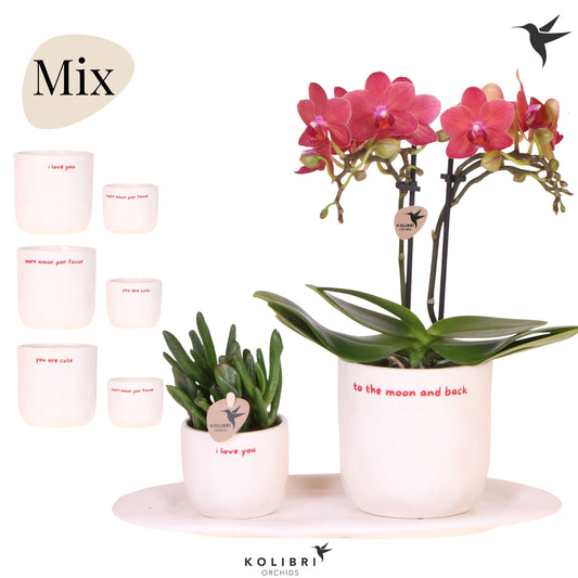 Phalaenopsis arrangement 40cm 18cm Pot
