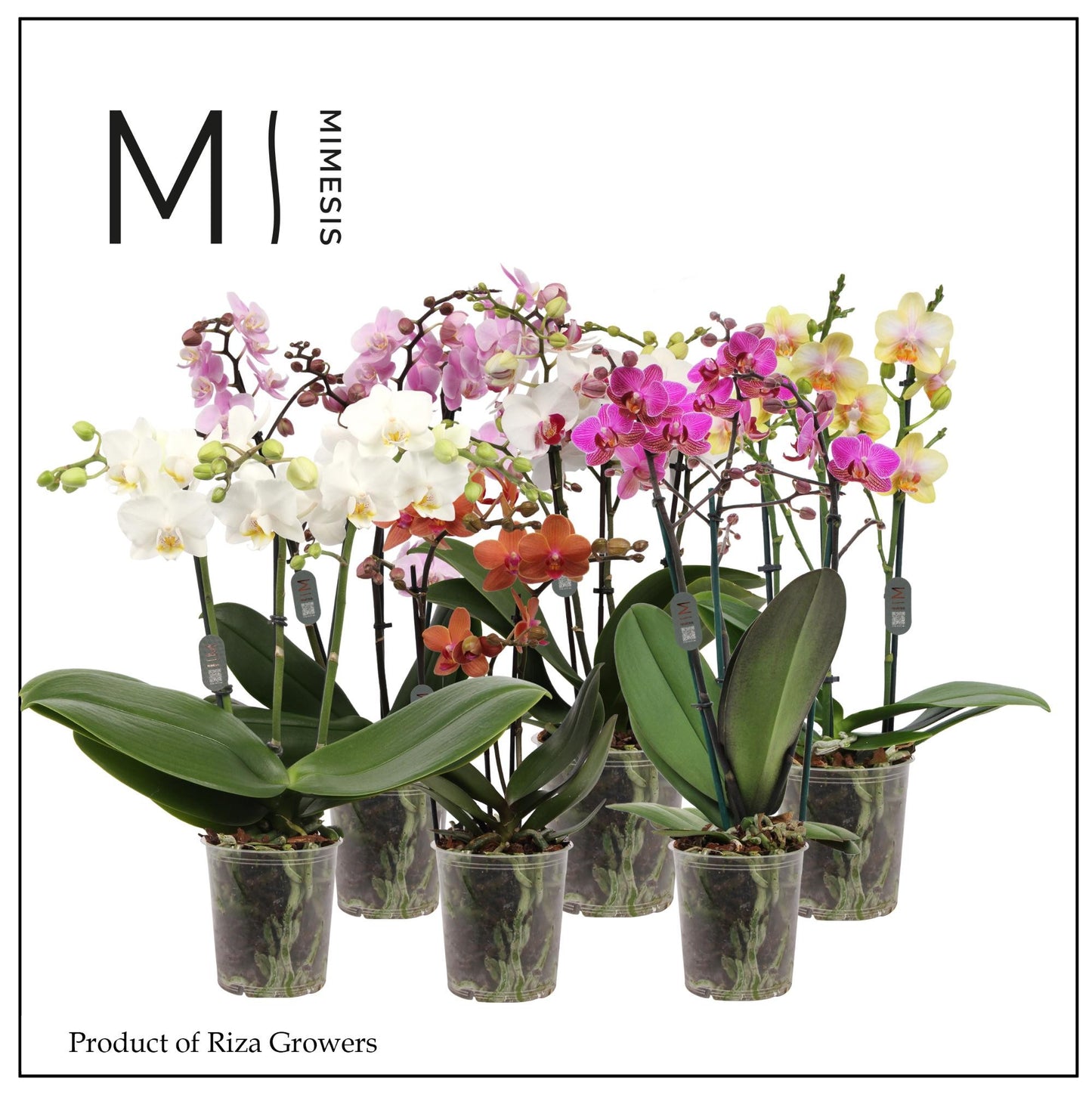 Phalaenopsis mix Mimesis 40cm 12cm Pot