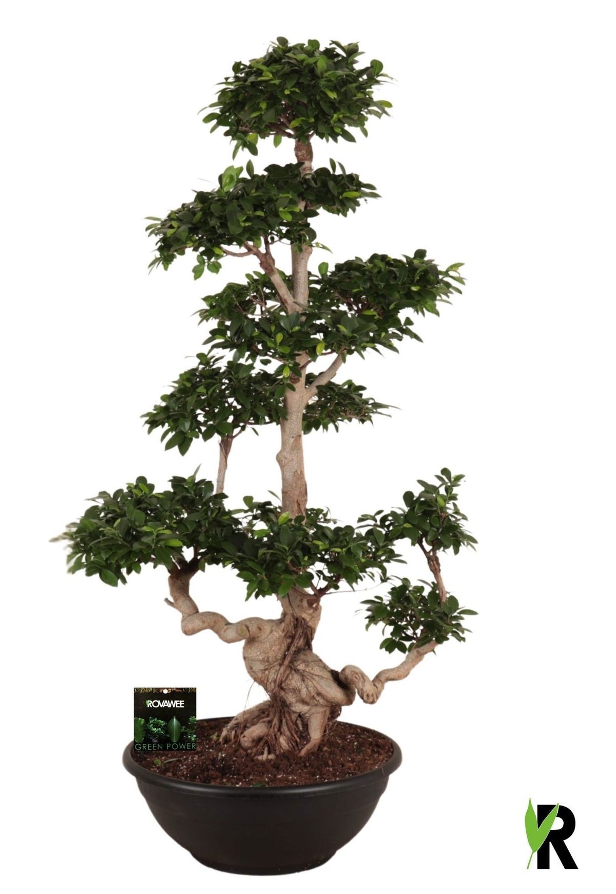 Ficus Ginseng 180cm 60cm Pot