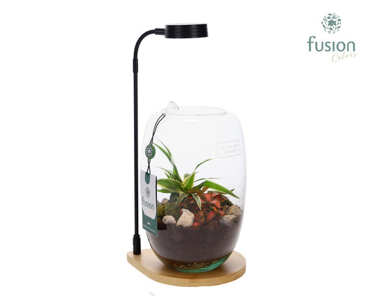 Bamboe plateau met LED licht lamp en vaas en Groen planten 35cm 15cm Pot