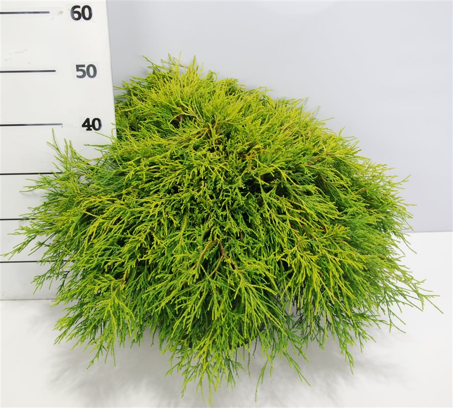 Chamaecyparis Sungold 50cm 32cm Pot