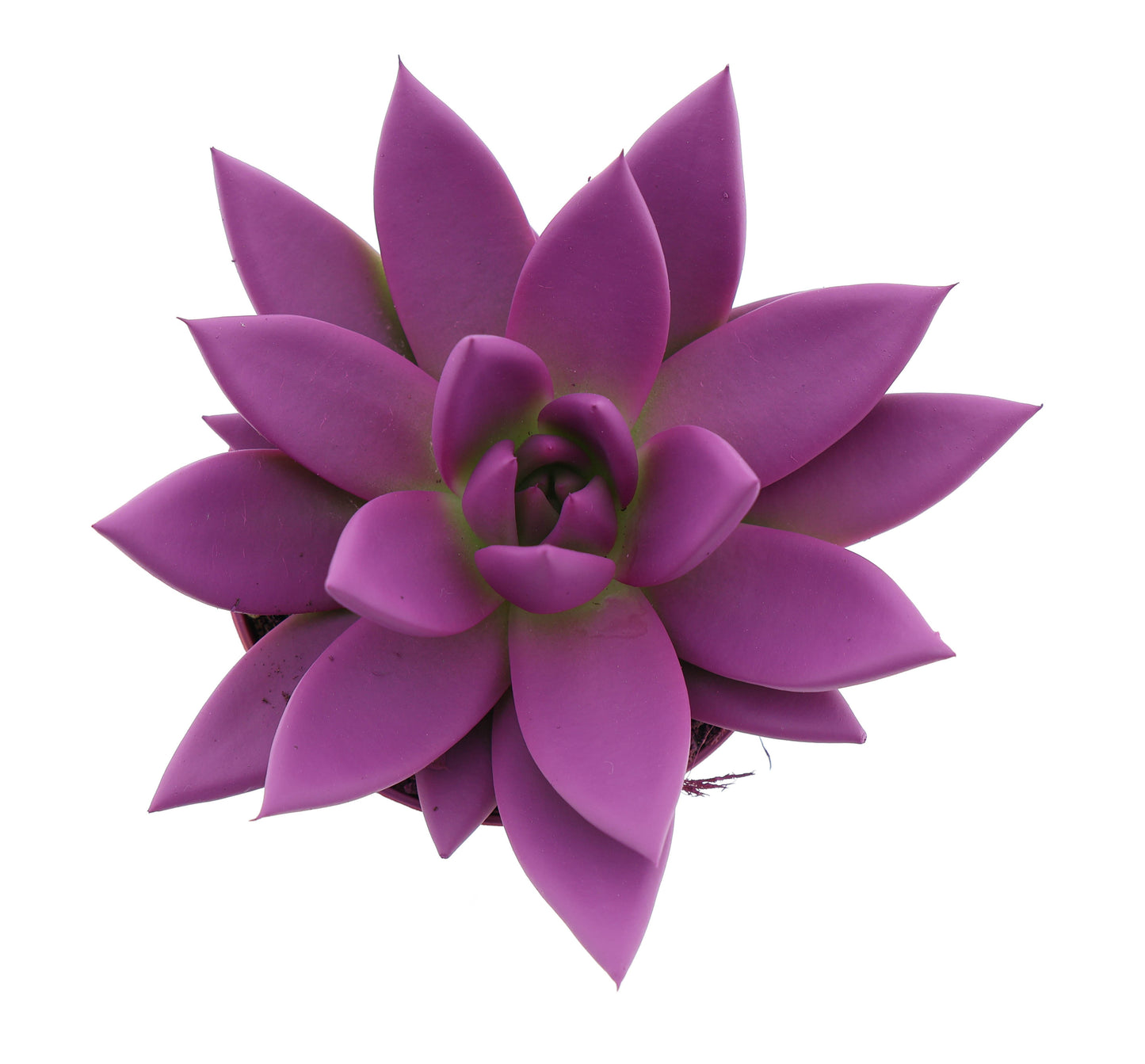 Euro Cactus Holland Bv Rainbow fuchsia Pack of 12