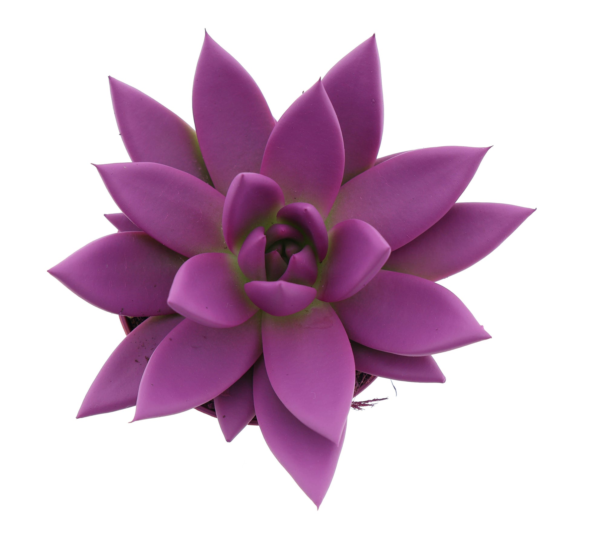 Euro Cactus Holland Bv Rainbow fuchsia Pack of 12