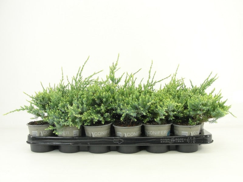 Bloemendaal, Fa.Kw. Juniperus Holger Pack of 18