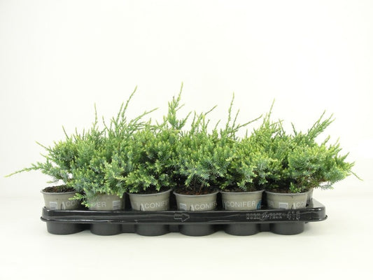 Bloemendaal, Fa.Kw. Juniperus Holger Pack of 18