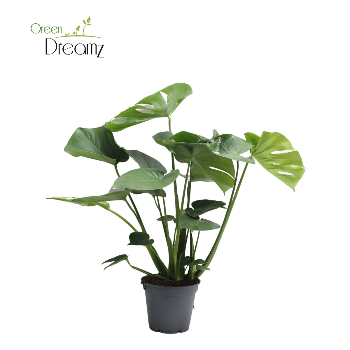 Monstera deliciosa 65cm 17cm Pot
