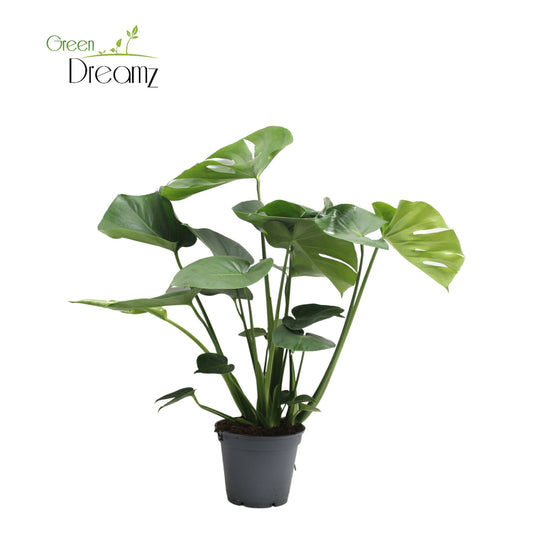 Monstera deliciosa 65cm 17cm Pot