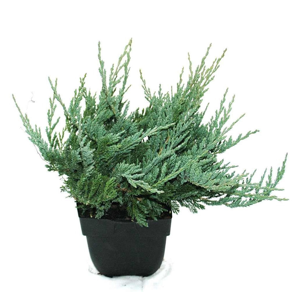 Juniperus Blue Chip 35cm 17cm Pot