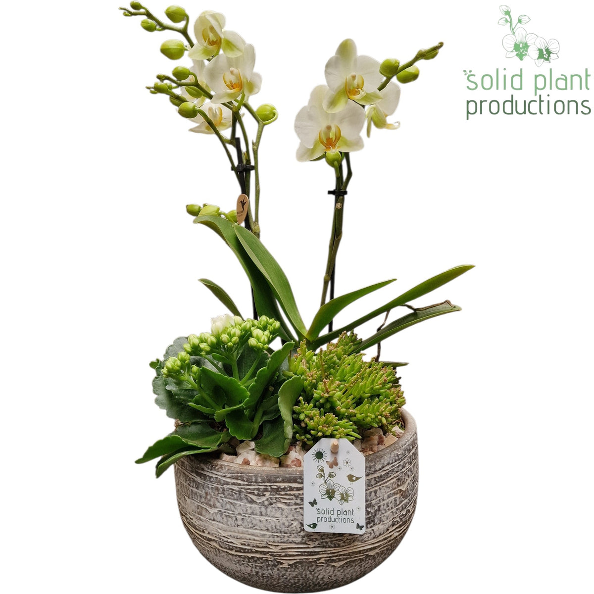 PH051 Dakota Small White 45cm 21cm Pot