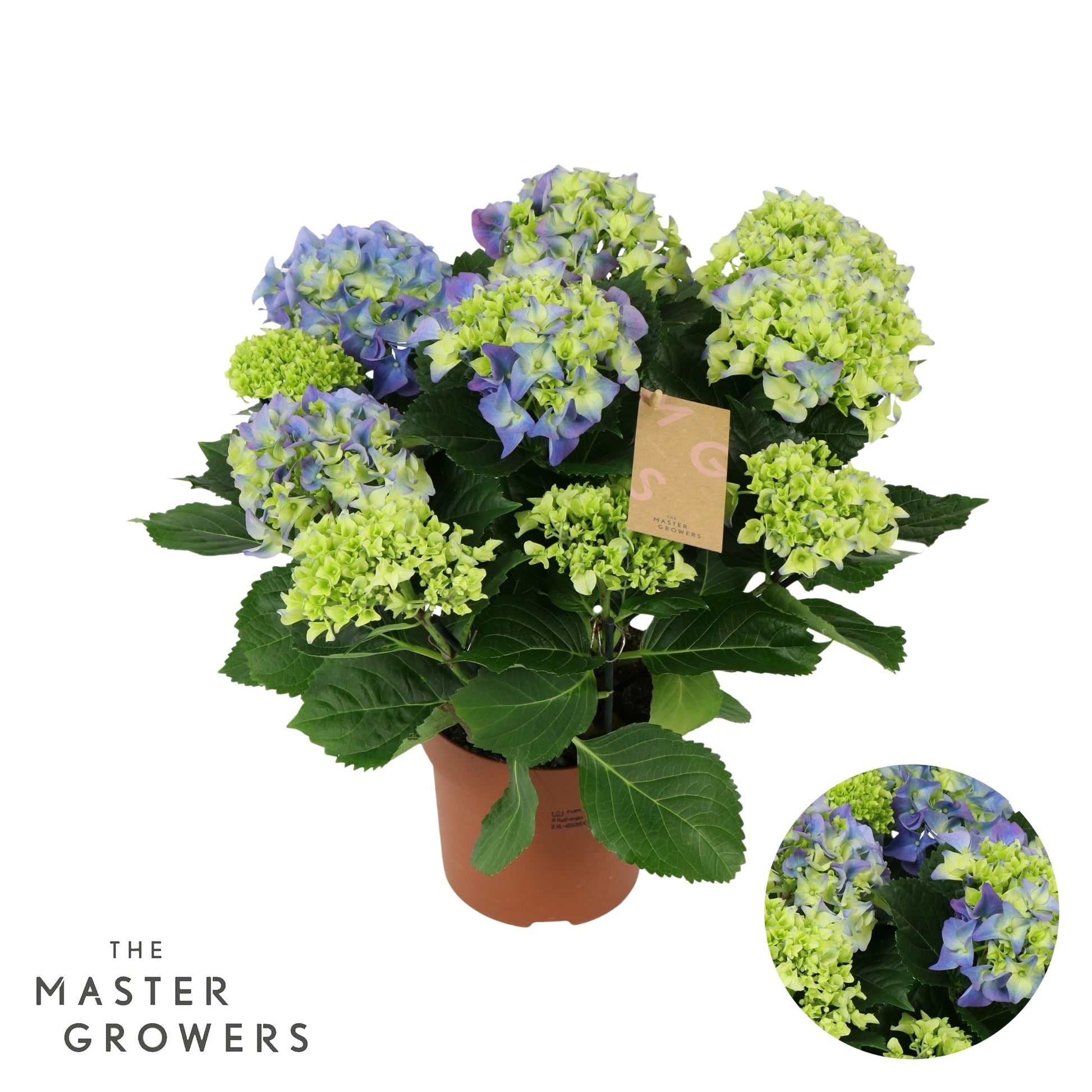 Hydrangea Early Blue 40cm 14cm Pot
