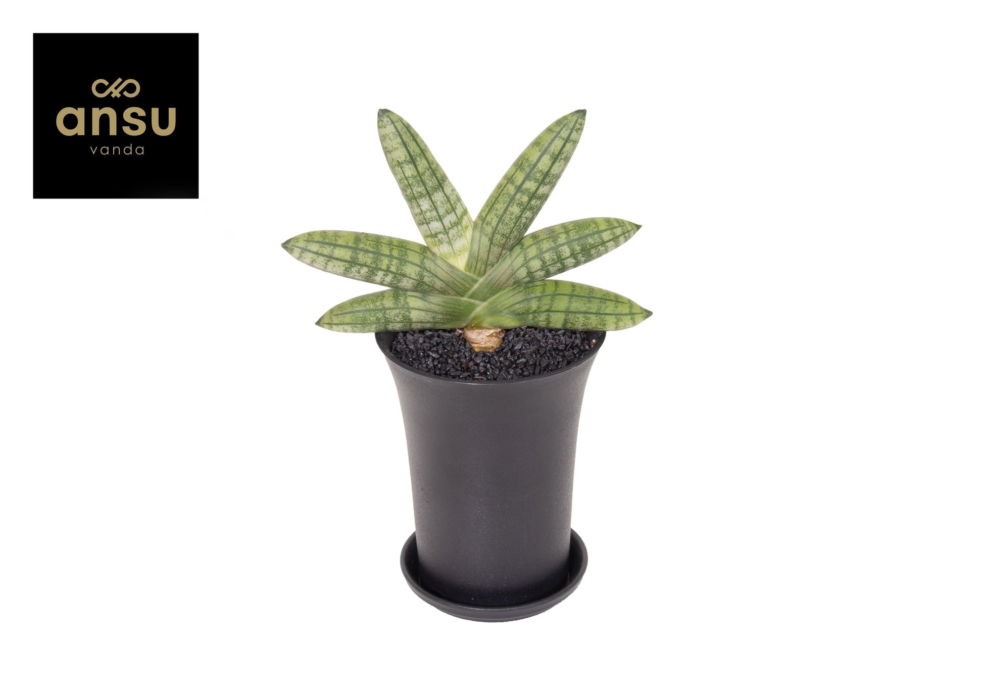 Sansevieria cyl. Inti 22cm 7.5cm Pot