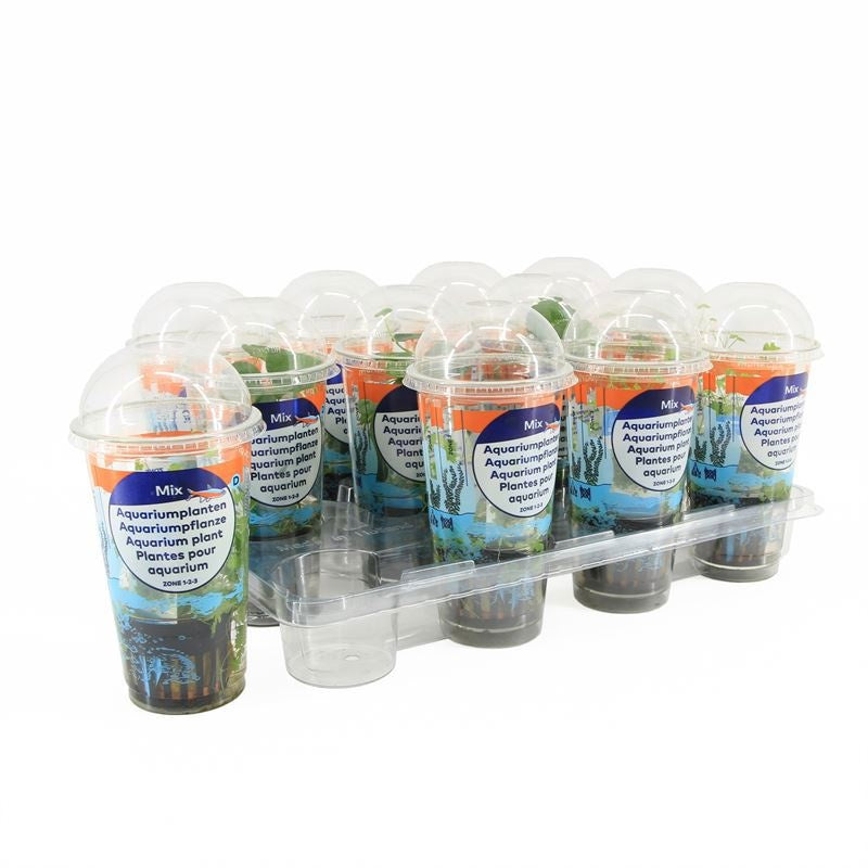 Waterplkw R. Moerings Hydrocotyle leucocephala Pack of 12